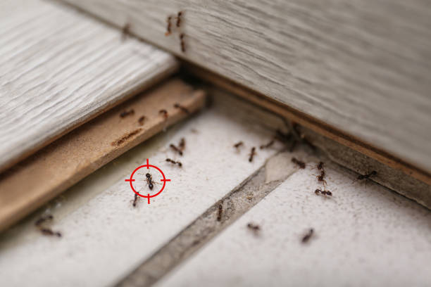 Best Termite Control Services  in Pickens, MS