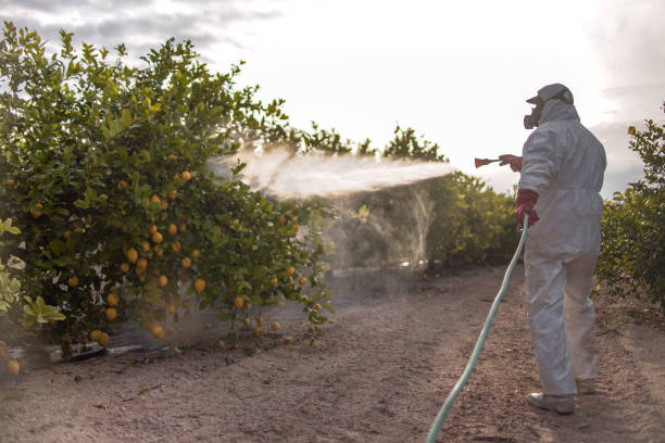 Best Pest Control Near Me  in Pickens, MS